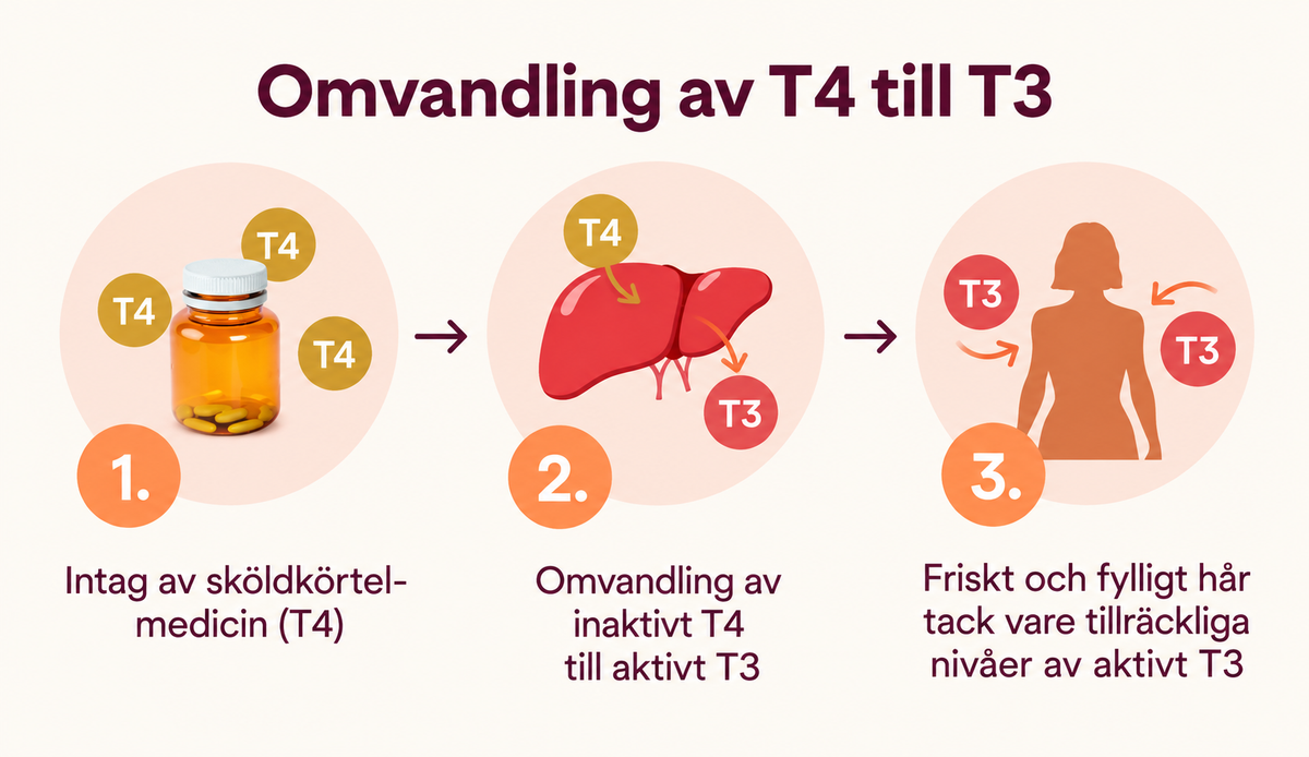 Växtextrakt, Selen & Aminosyror – 60 Kapslar