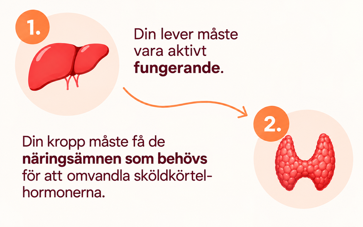 Växtextrakt, Selen & Aminosyror – 60 Kapslar